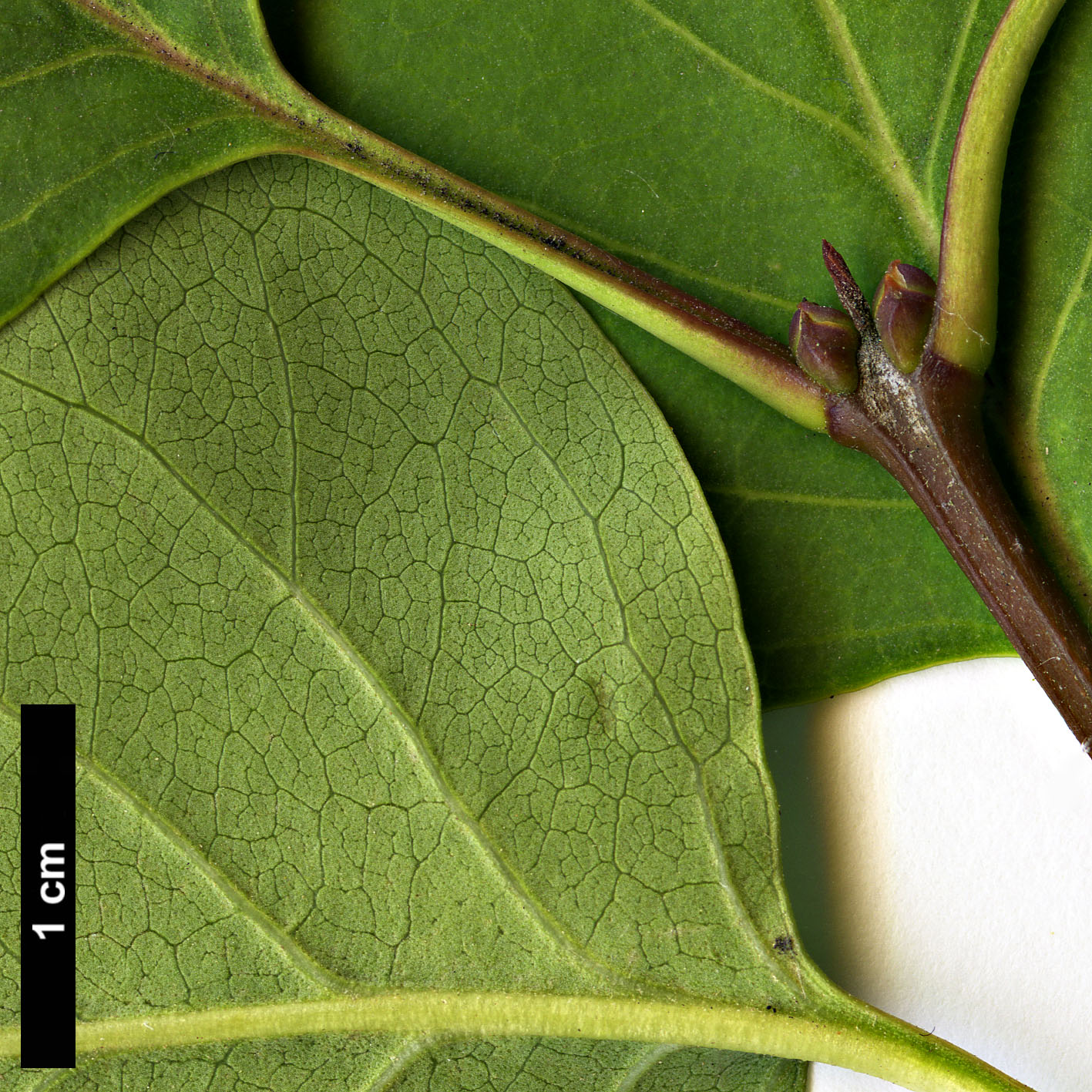 High resolution image: Family: Oleaceae - Genus: Syringa - Taxon: ×hyacinthiflora - SpeciesSub: 'Clarke's Giant' (S. oblata × S. vulgaris)